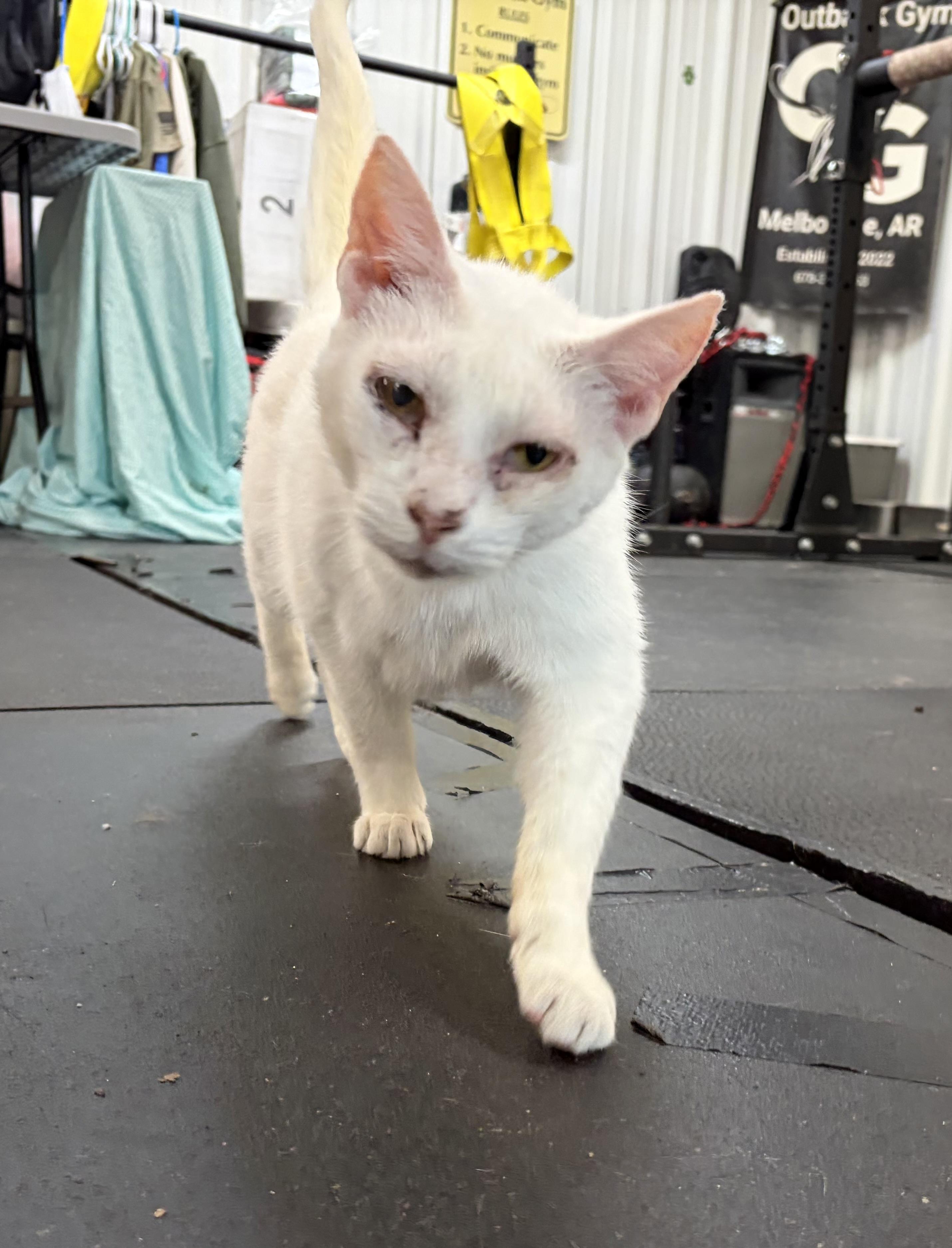 Enlarge Mr. White, a ADOPTABLE Domestic Short Hair in Melbourne, AR image 6/6