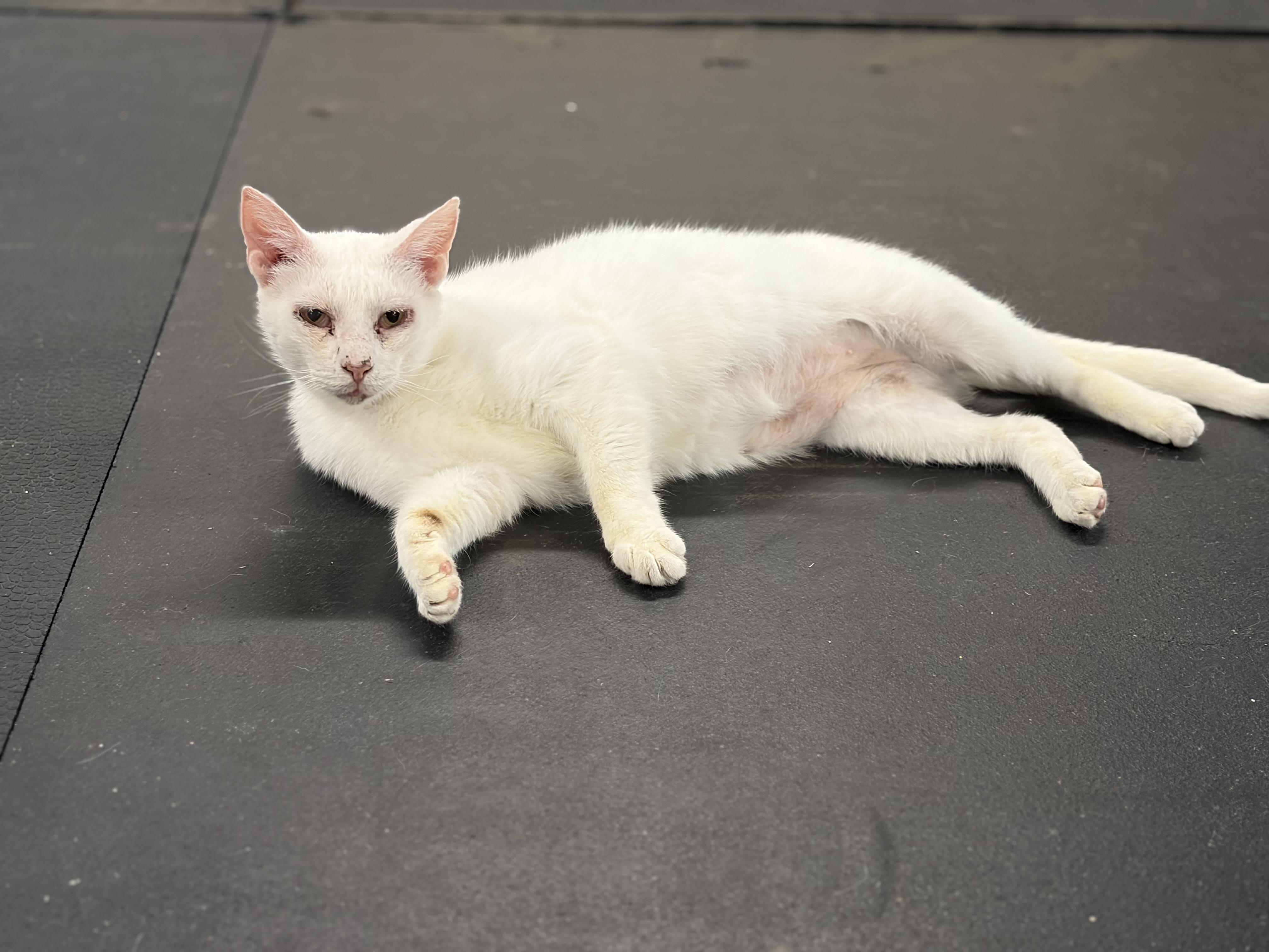Enlarge Mr. White, a ADOPTABLE Domestic Short Hair in Melbourne, AR image 2/6