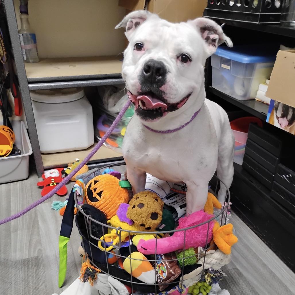 Enlarge Flower, a Adoptable American Bulldog in Dublin, CA image 4/6