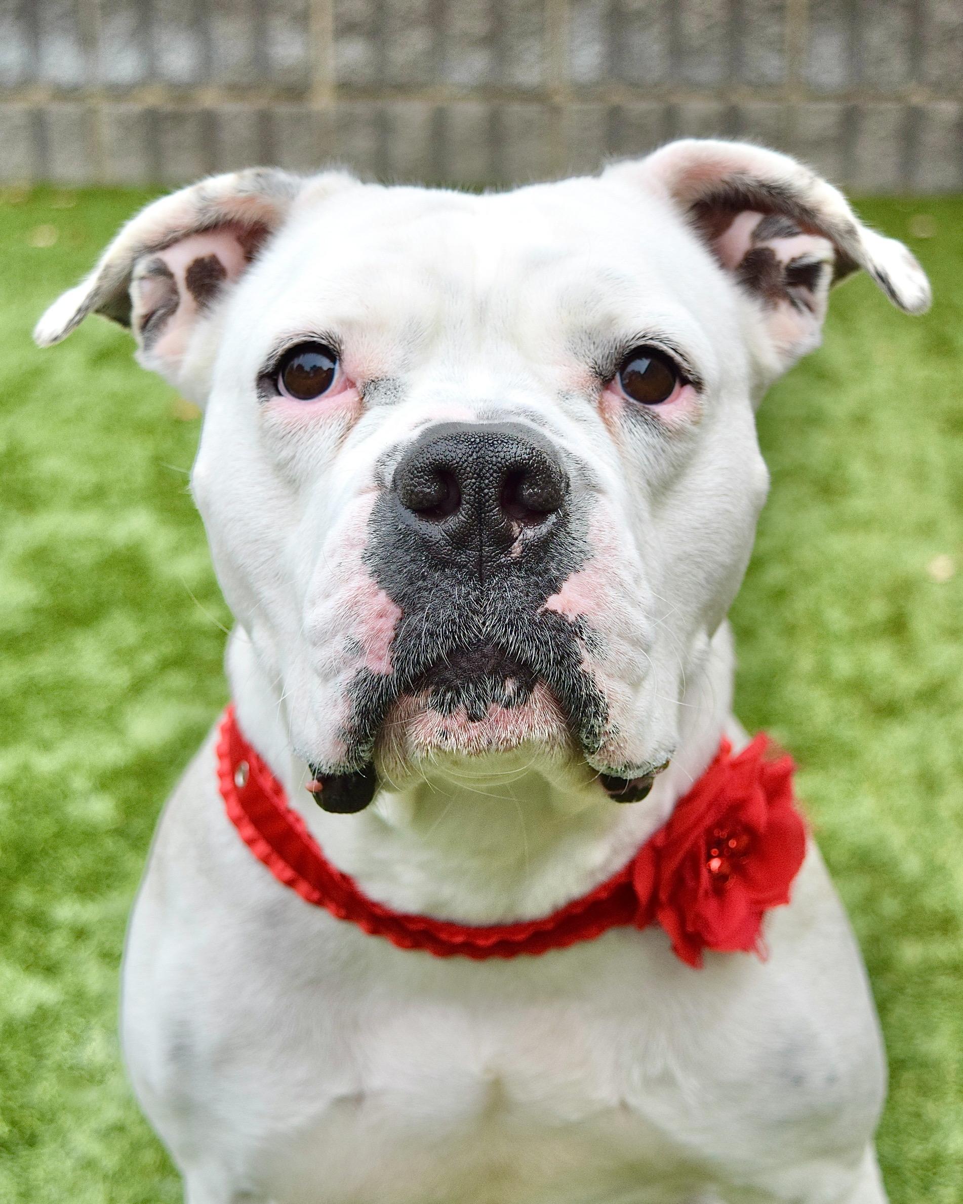 Enlarge Flower, a Adoptable American Bulldog in Dublin, CA image 1/6