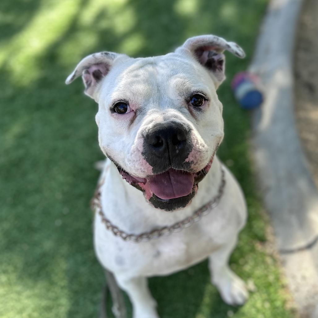 Flower, a Adoptable American Bulldog in Dublin, CA image 3/6