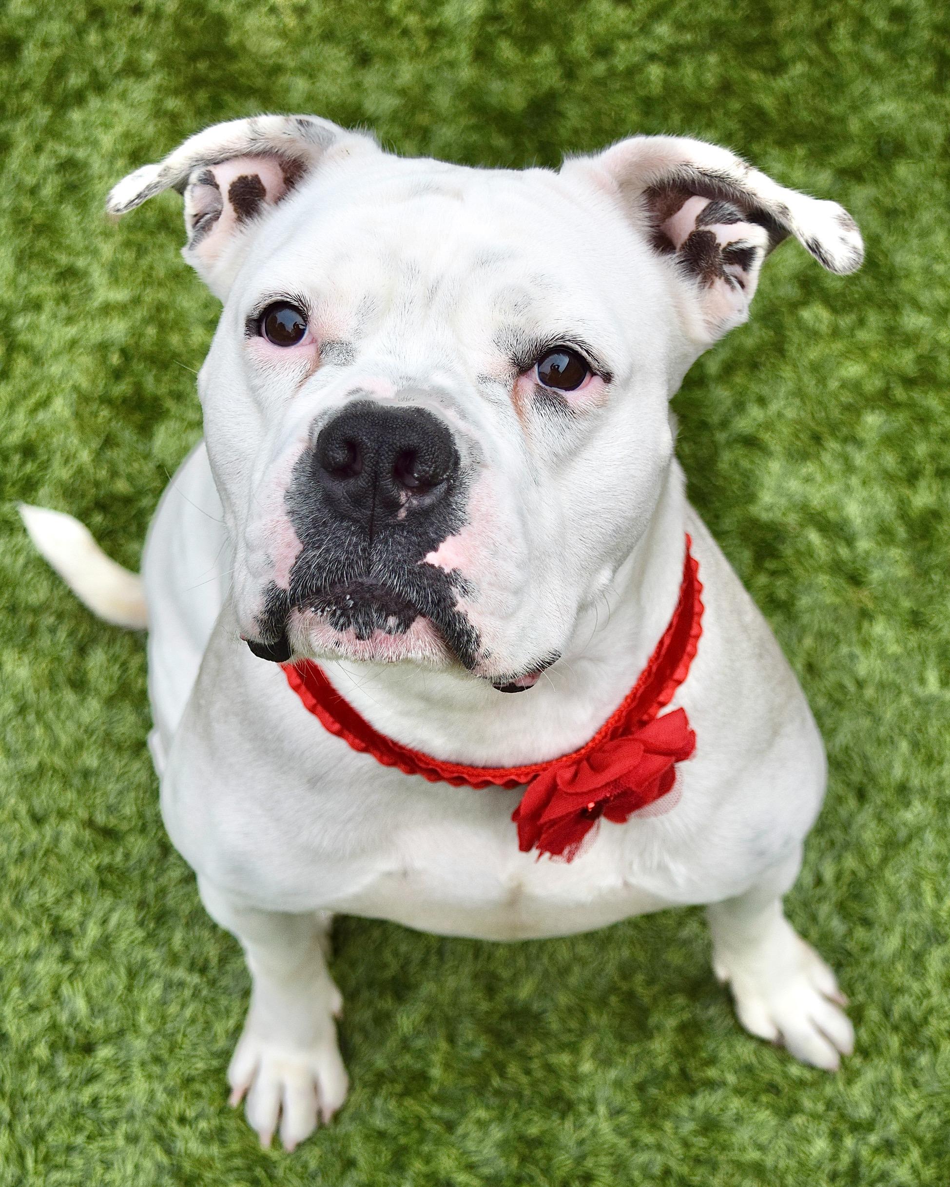Enlarge Flower, a Adoptable American Bulldog in Dublin, CA image 2/6