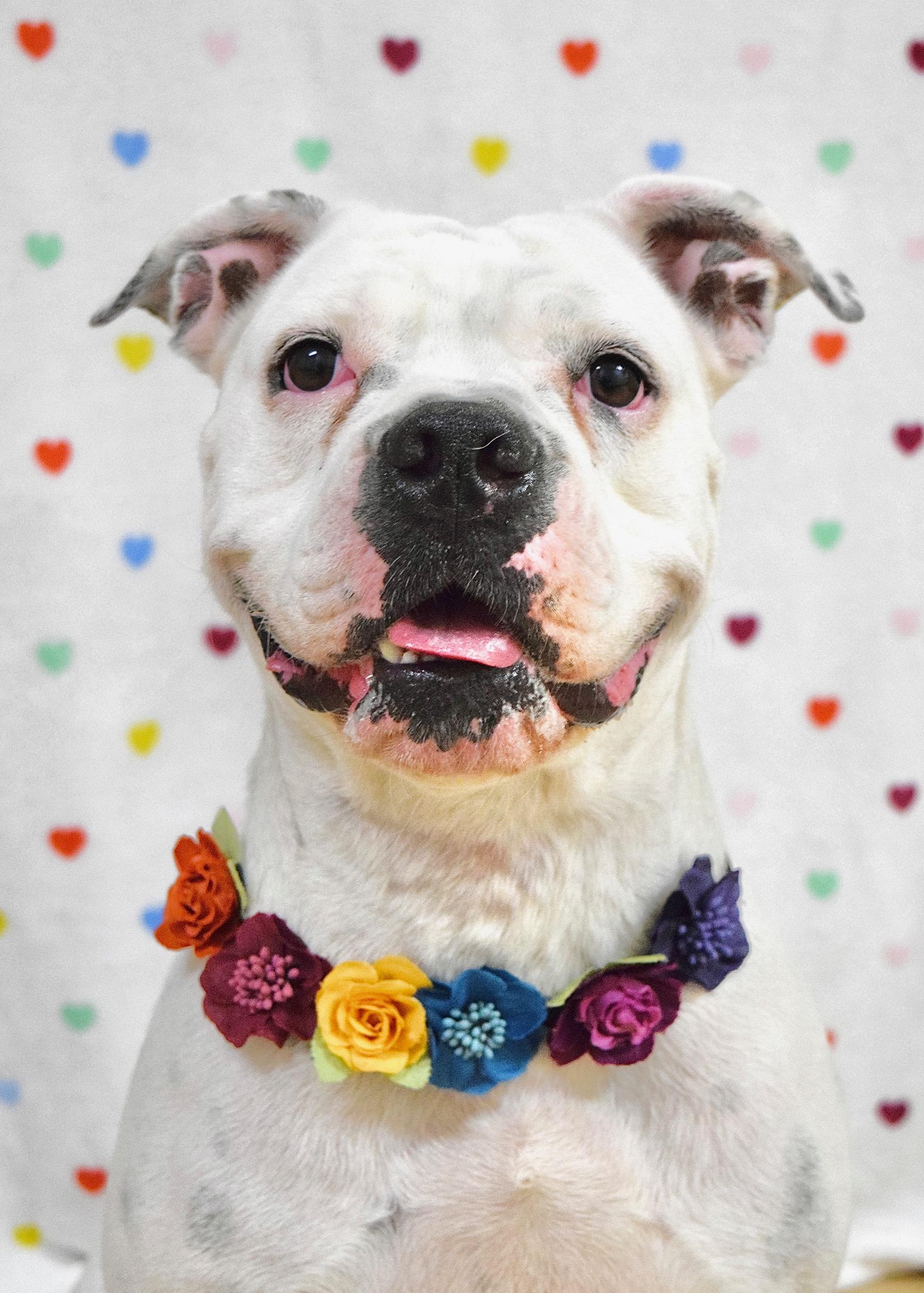 Flower, a Adoptable American Bulldog in Dublin, CA image 2/6