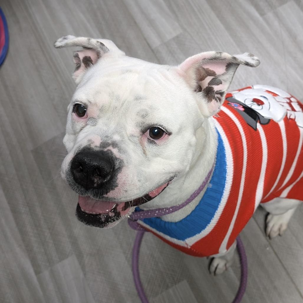 Enlarge Flower, a Adoptable American Bulldog in Dublin, CA image 5/6
