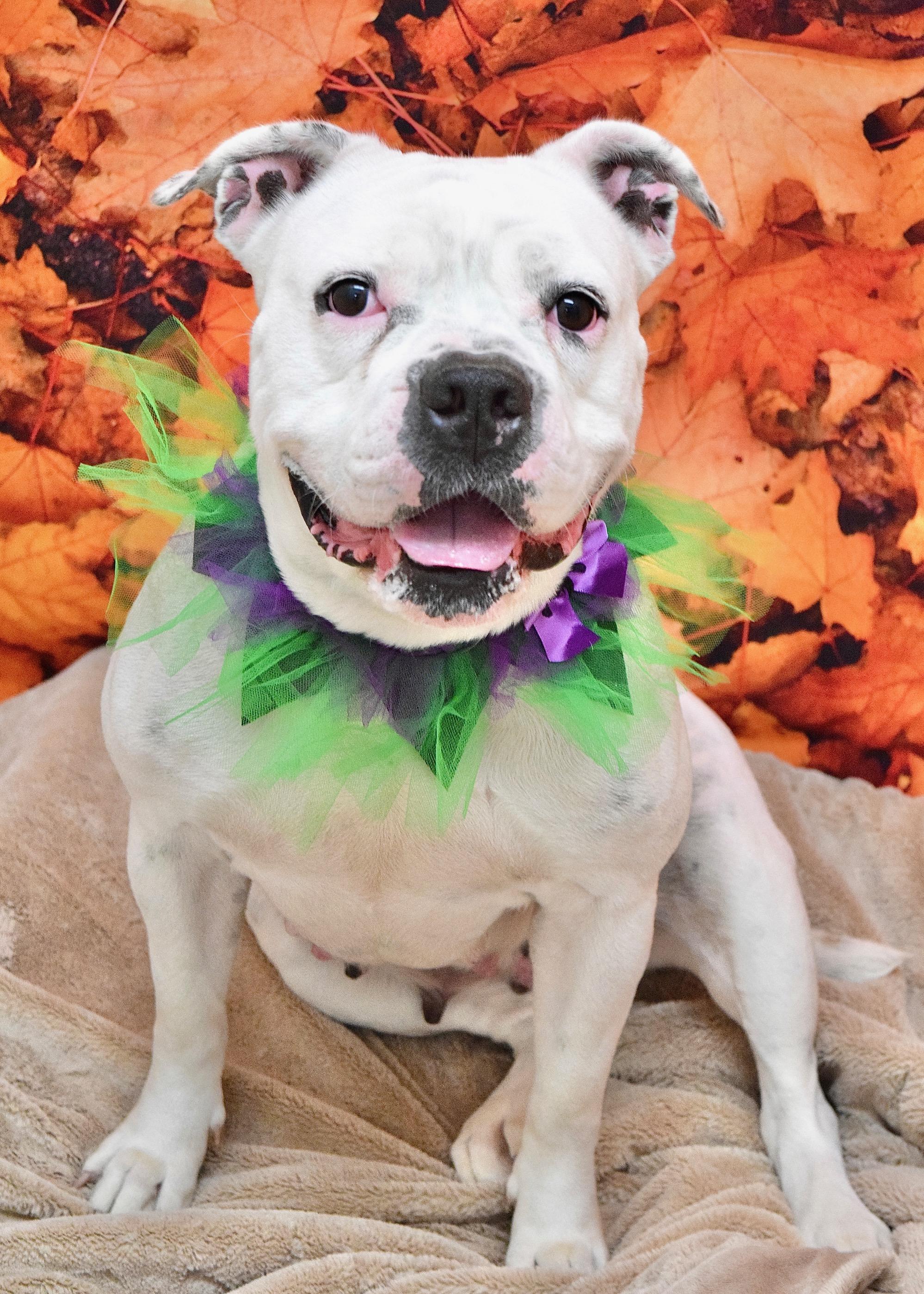 Flower, a Adoptable American Bulldog in Dublin, CA image 1/6