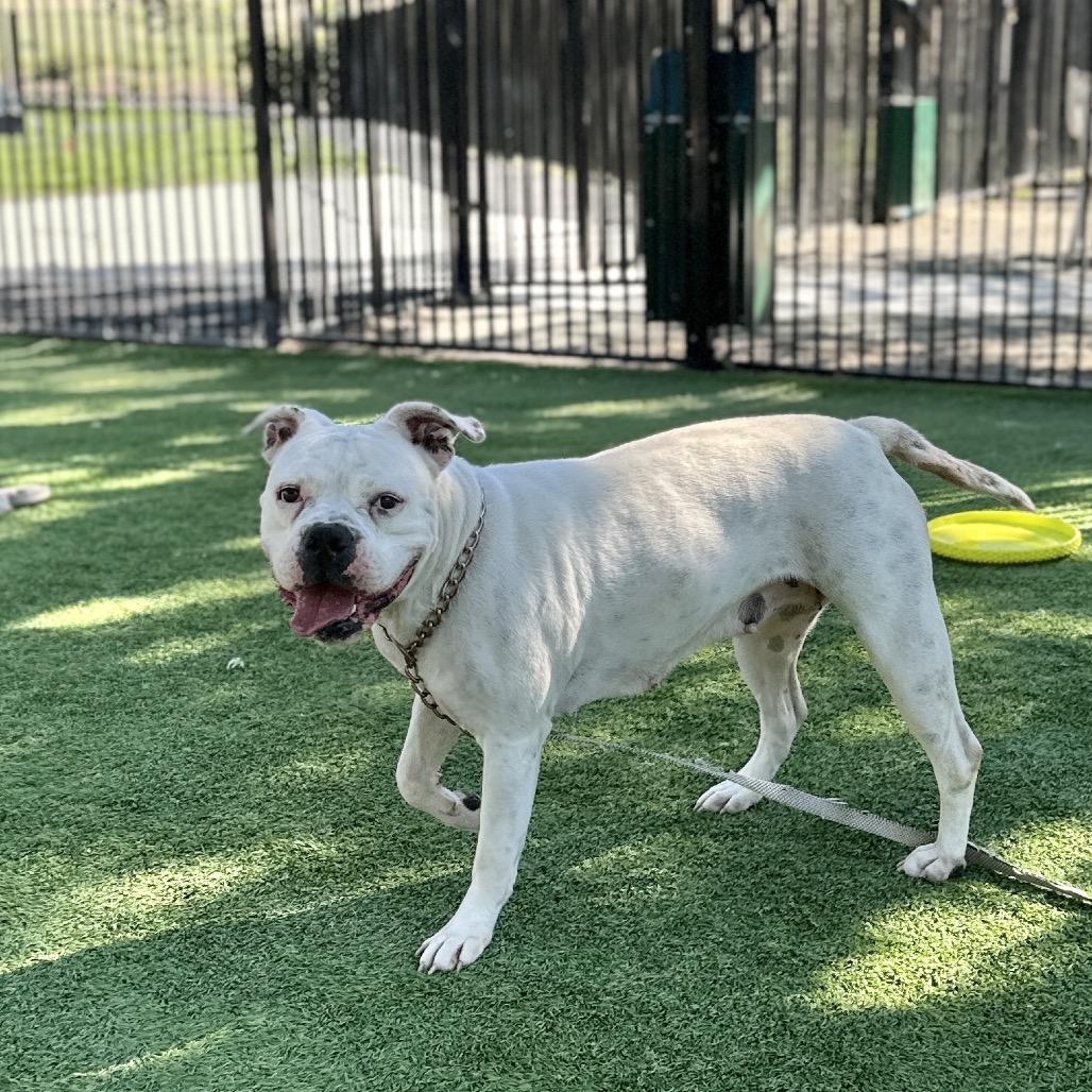 Flower, a Adoptable American Bulldog in Dublin, CA image 5/6