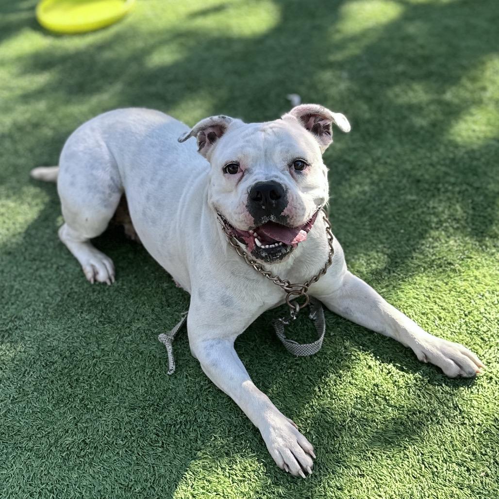 Flower, a Adoptable American Bulldog in Dublin, CA image 4/6
