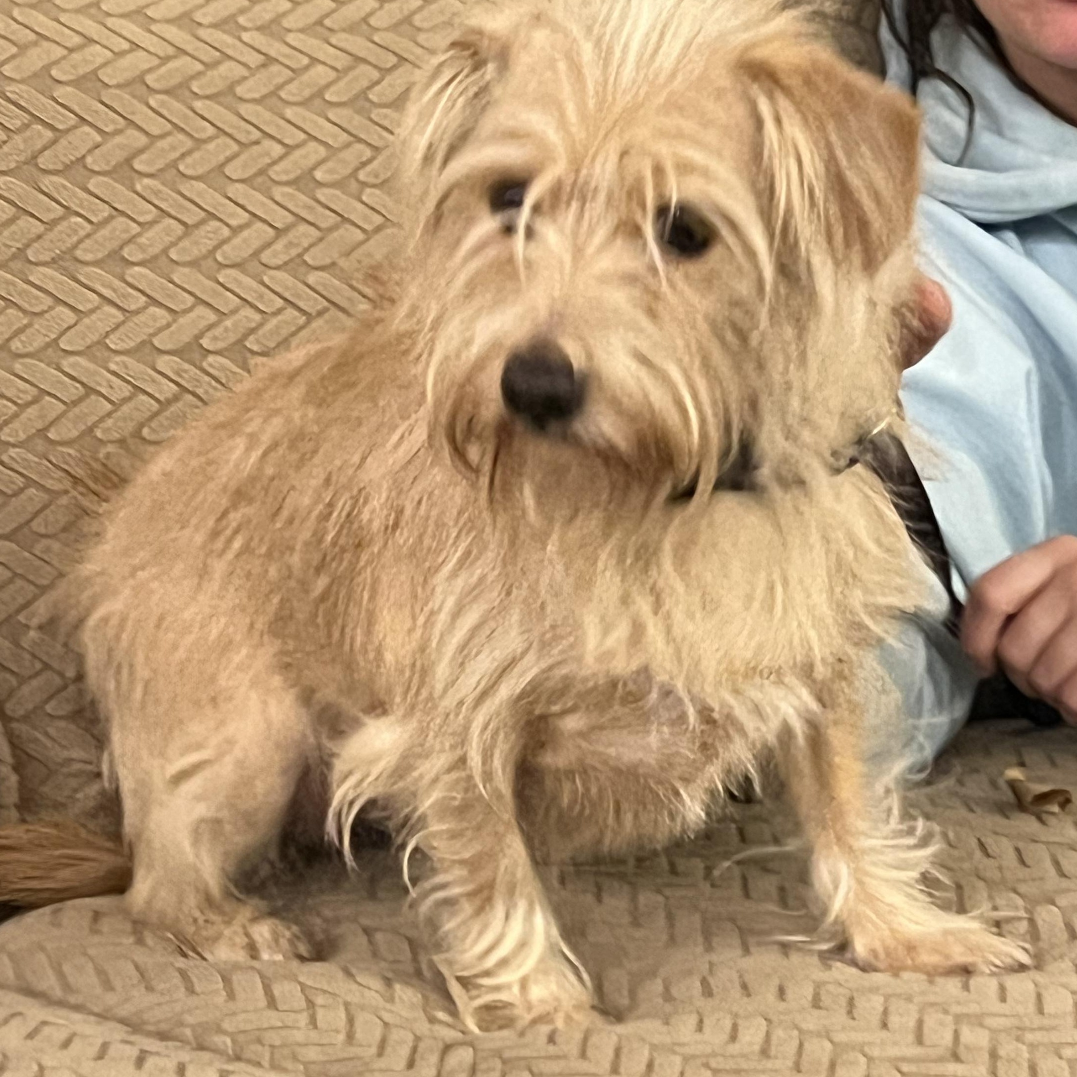 Enlarge Meg, a Adoptable mixed breed in Fort Collins, CO image 2/4