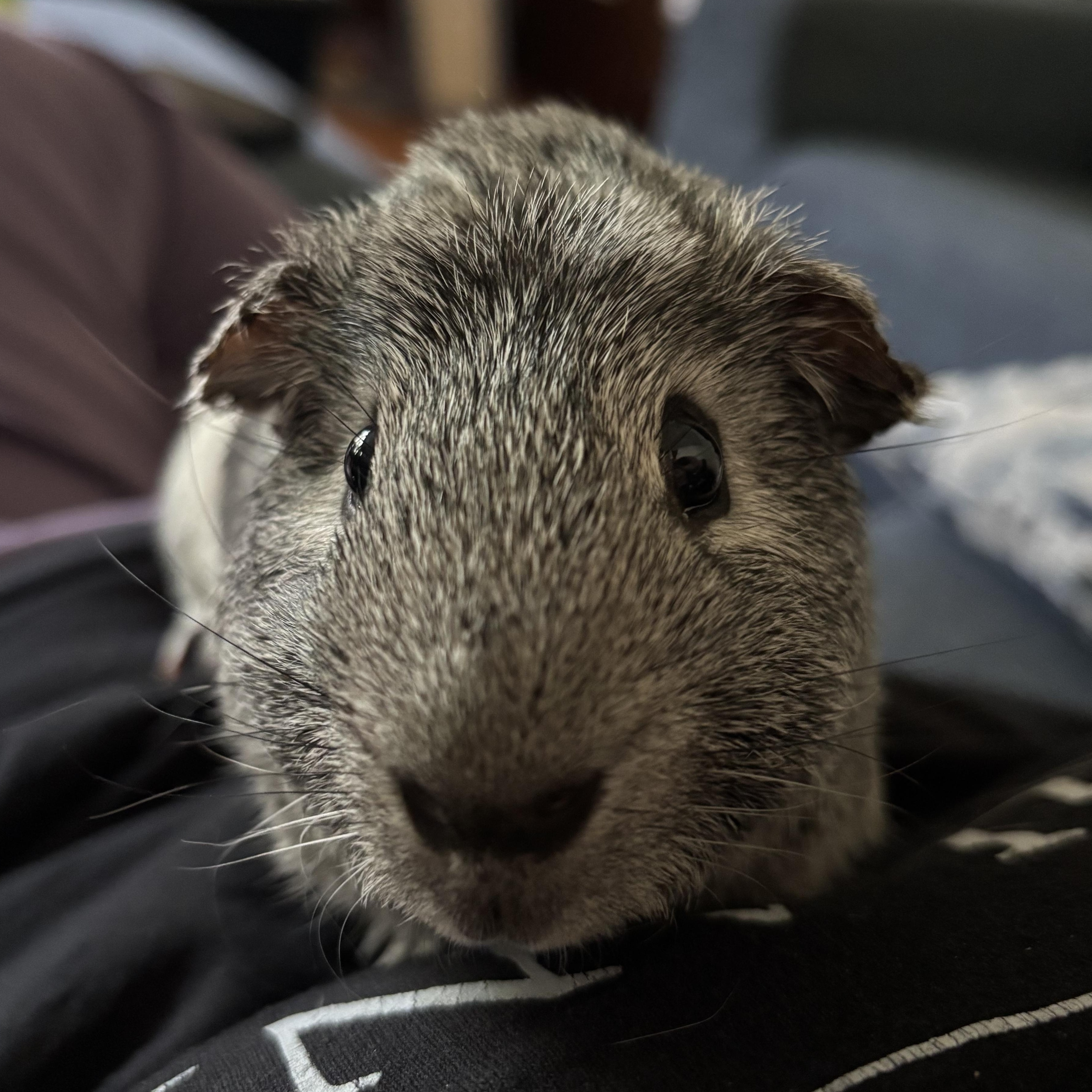Arthur, a Adoptable mixed breed in Rochester, NY image 2/4