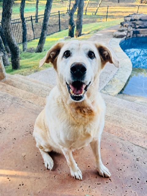 Enlarge Penny, a Adoptable mixed breed in Houston, TX image 1/4
