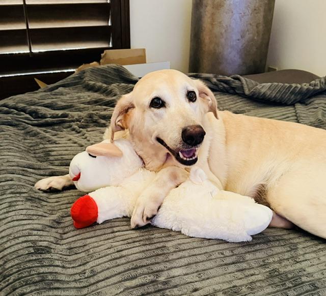 Enlarge Penny, a Adoptable mixed breed in Houston, TX image 2/4