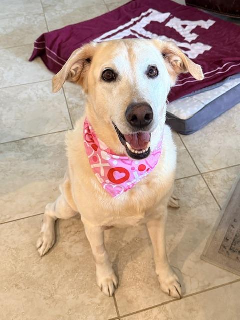 Enlarge Penny, a Adoptable mixed breed in Houston, TX image 3/4