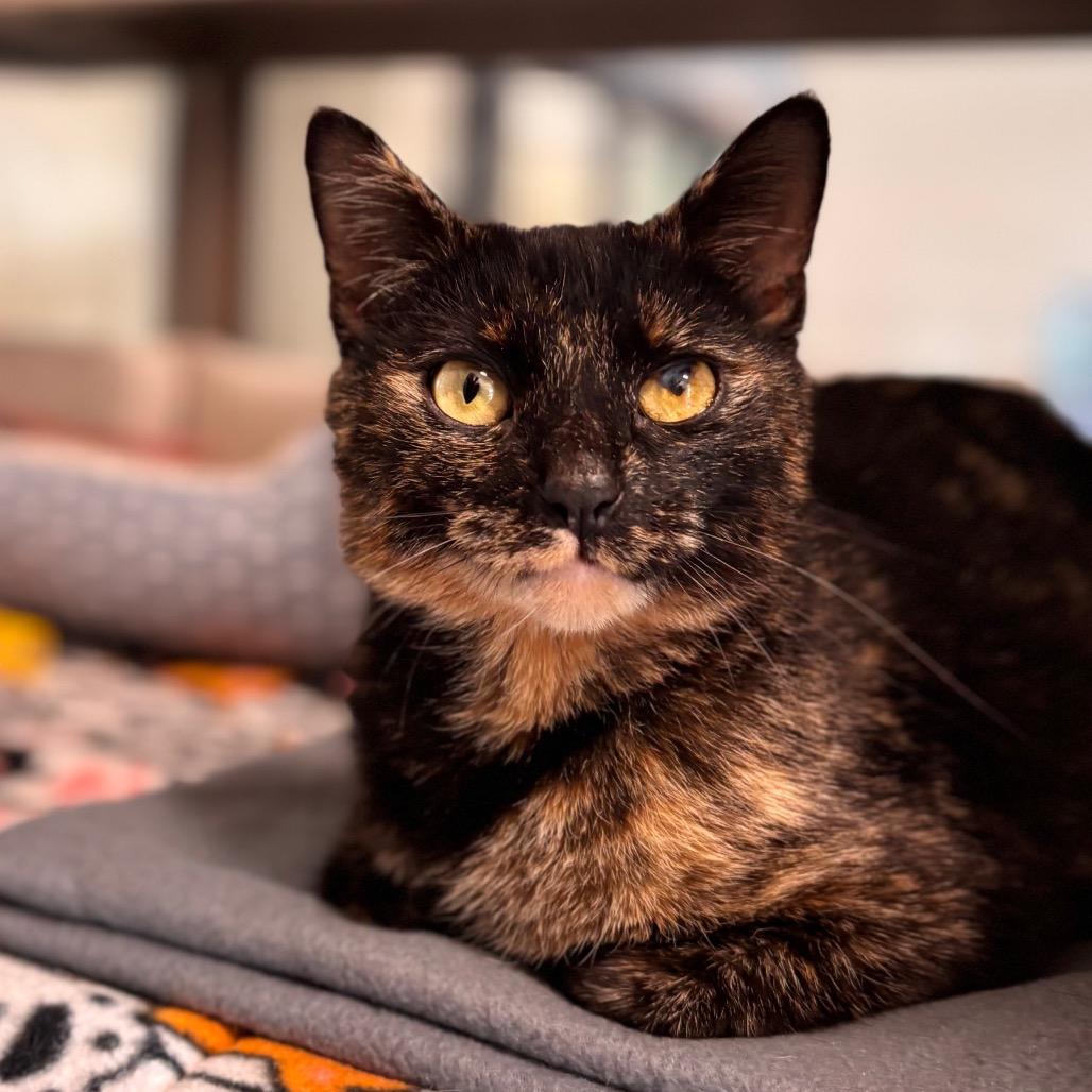 Marble, a Adoptable Domestic Short Hair in Nashville, IN image 1/2