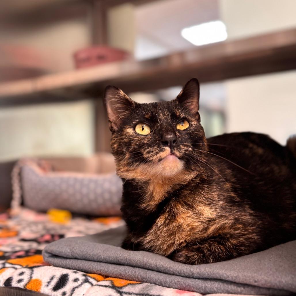 Marble, a Adoptable Domestic Short Hair in Nashville, IN image 2/2