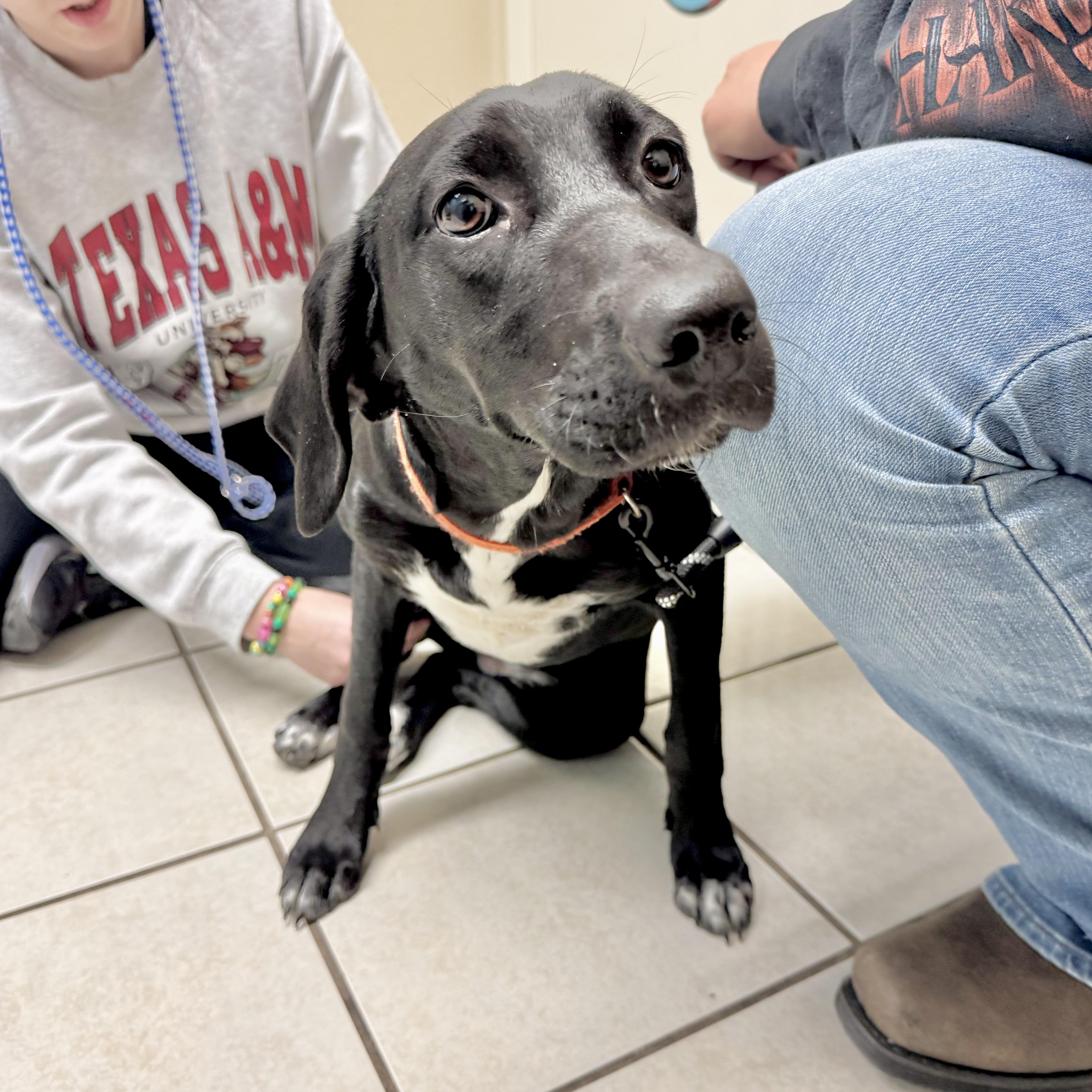 Enlarge Shyly, a ADOPTABLE mixed breed in Boston, MA image 5/6