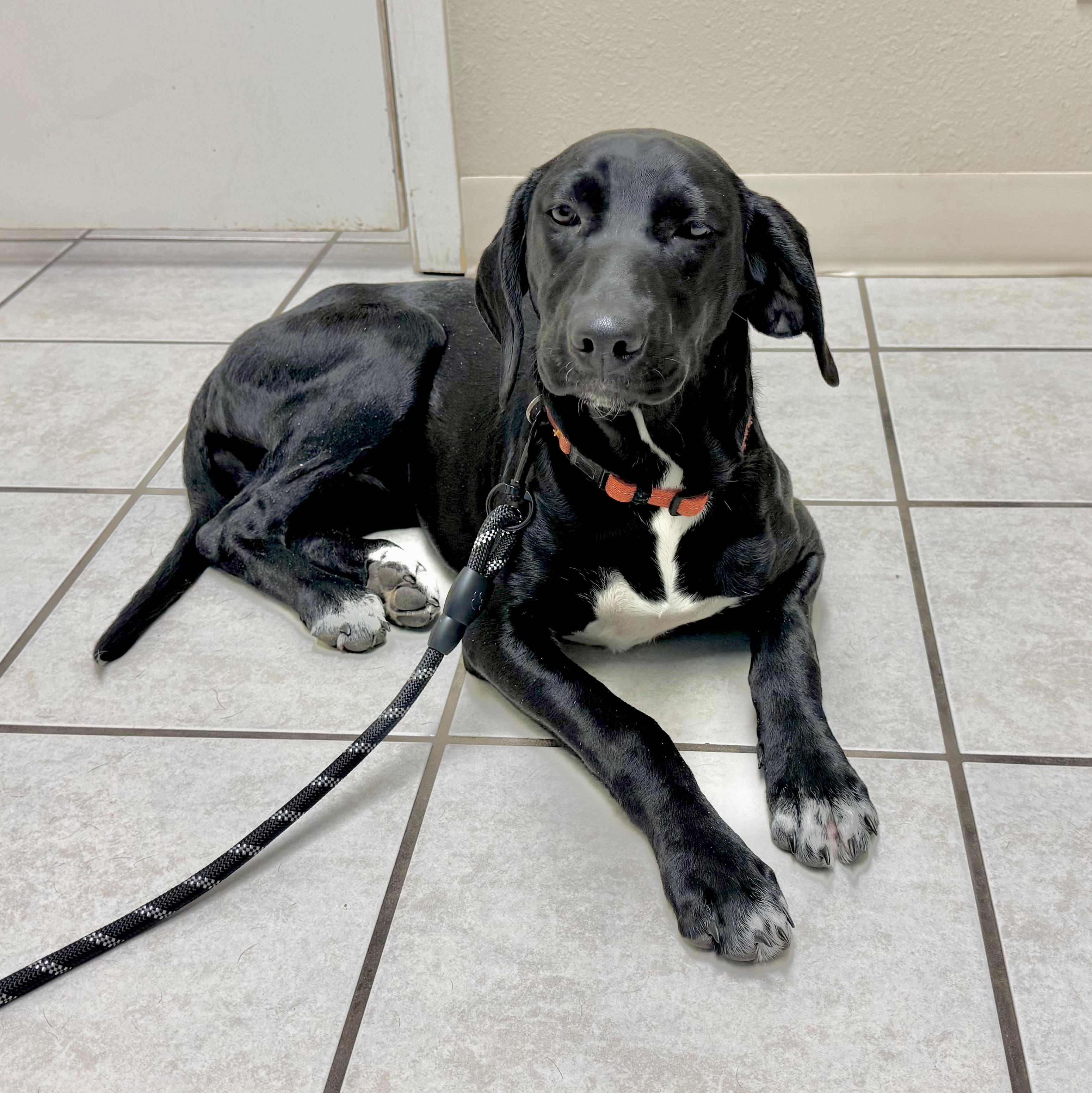 Enlarge Shyly, a ADOPTABLE mixed breed in Boston, MA image 1/6