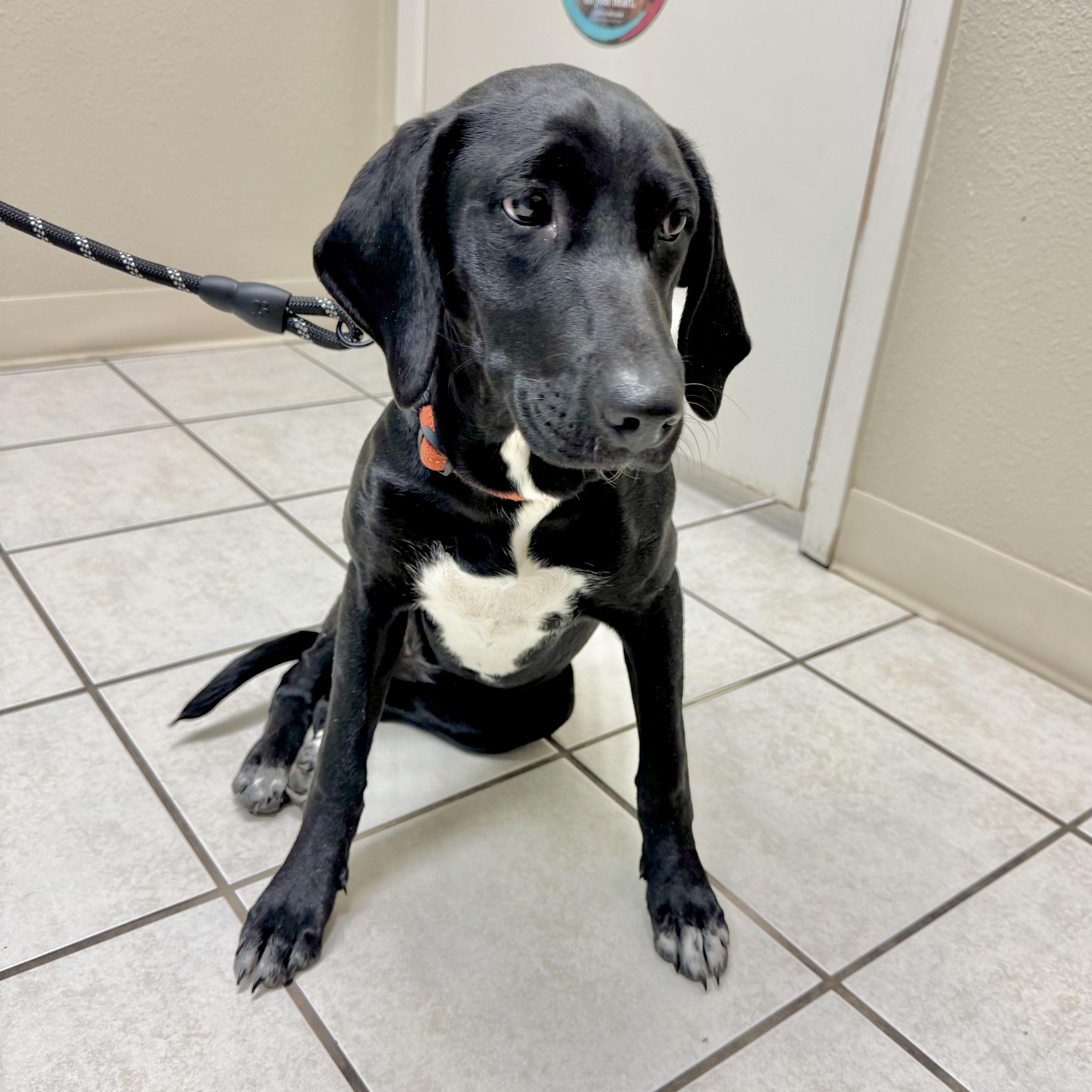 Enlarge Shyly, a ADOPTABLE mixed breed in Boston, MA image 3/6