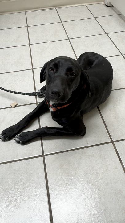 Enlarge Shyly, a ADOPTABLE mixed breed in Boston, MA video 2/6