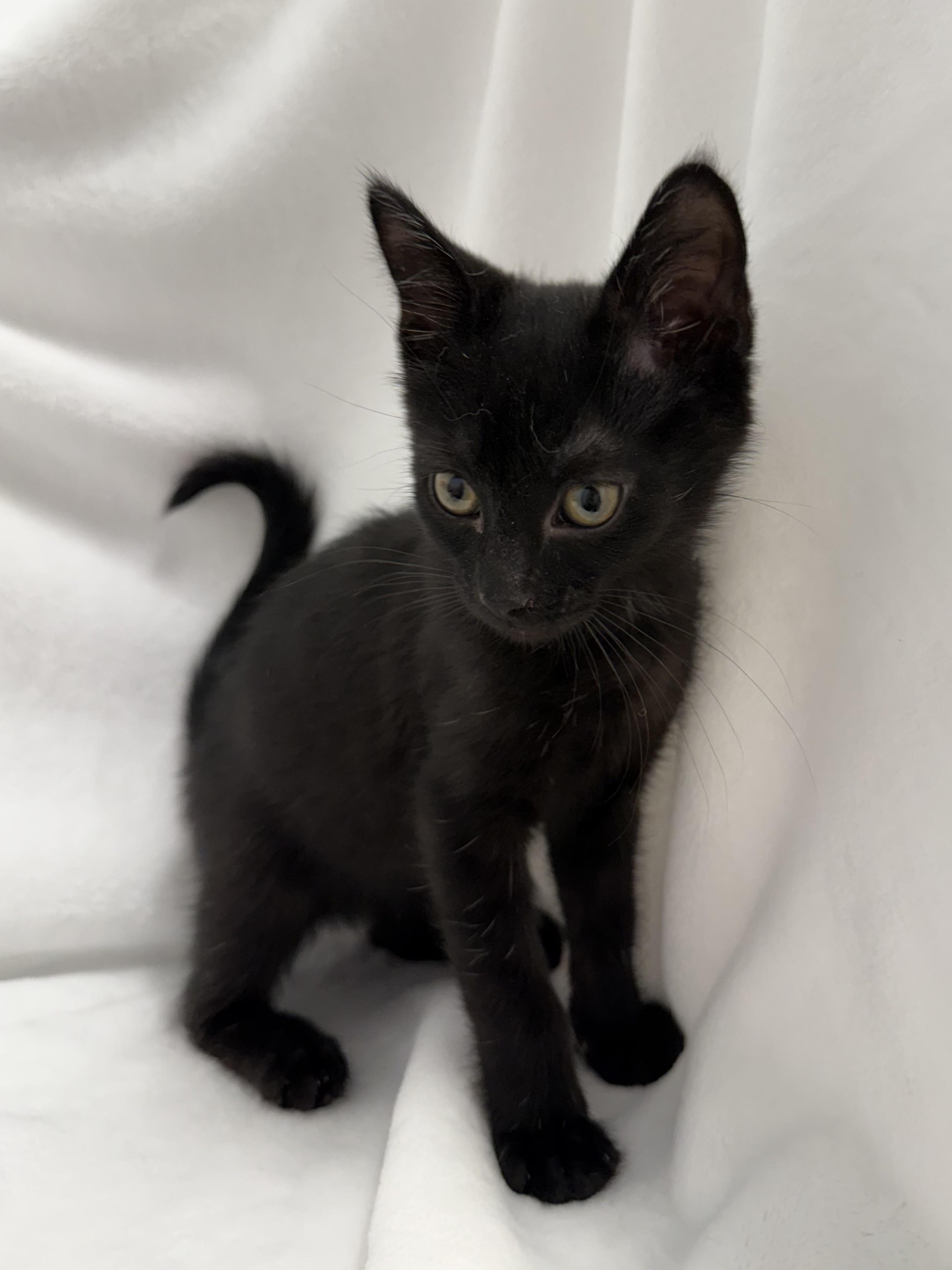Enlarge Scout, a ADOPTABLE Domestic Short Hair in Greensboro, NC image 1/1