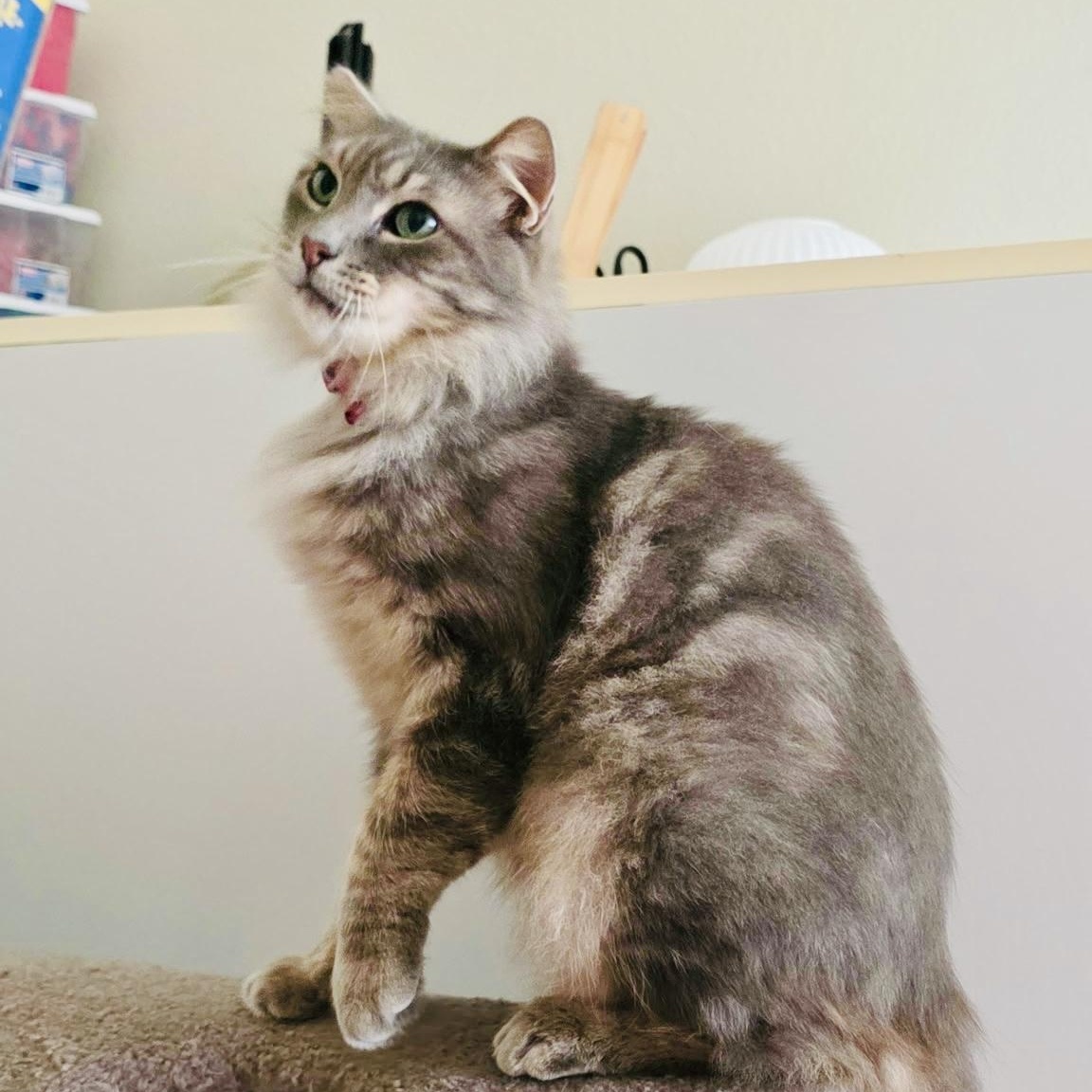Enlarge Samantha, an adopted mixed breed in Sacramento, CA image 2/6