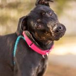 Enlarge Tilly, a ADOPTABLE Mixed Breed in Hilliard, OH image 1/1