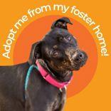 Tilly, ADOPTABLE, Adult Female Mixed Breed.