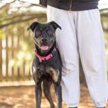 Enlarge Tilly, a ADOPTABLE Mixed Breed in Hilliard, OH image 2/3