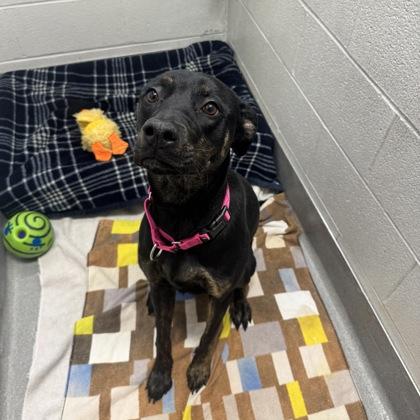 Enlarge Tilly, a ADOPTABLE Mixed Breed in Hilliard, OH image 1/1