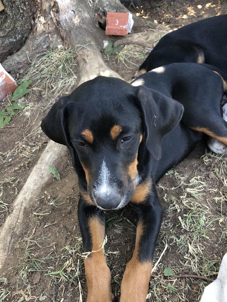 Luca, Adoptable, Puppy Male Coonhound & Labrador Retriever.