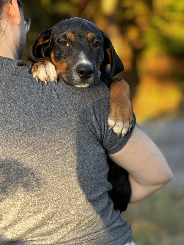 Luca, a Adoptable mixed breed in Oklahoma City, OK image 2/3