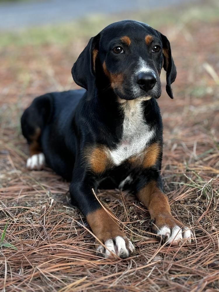 Luca, a Adoptable mixed breed in Oklahoma City, OK image 3/3