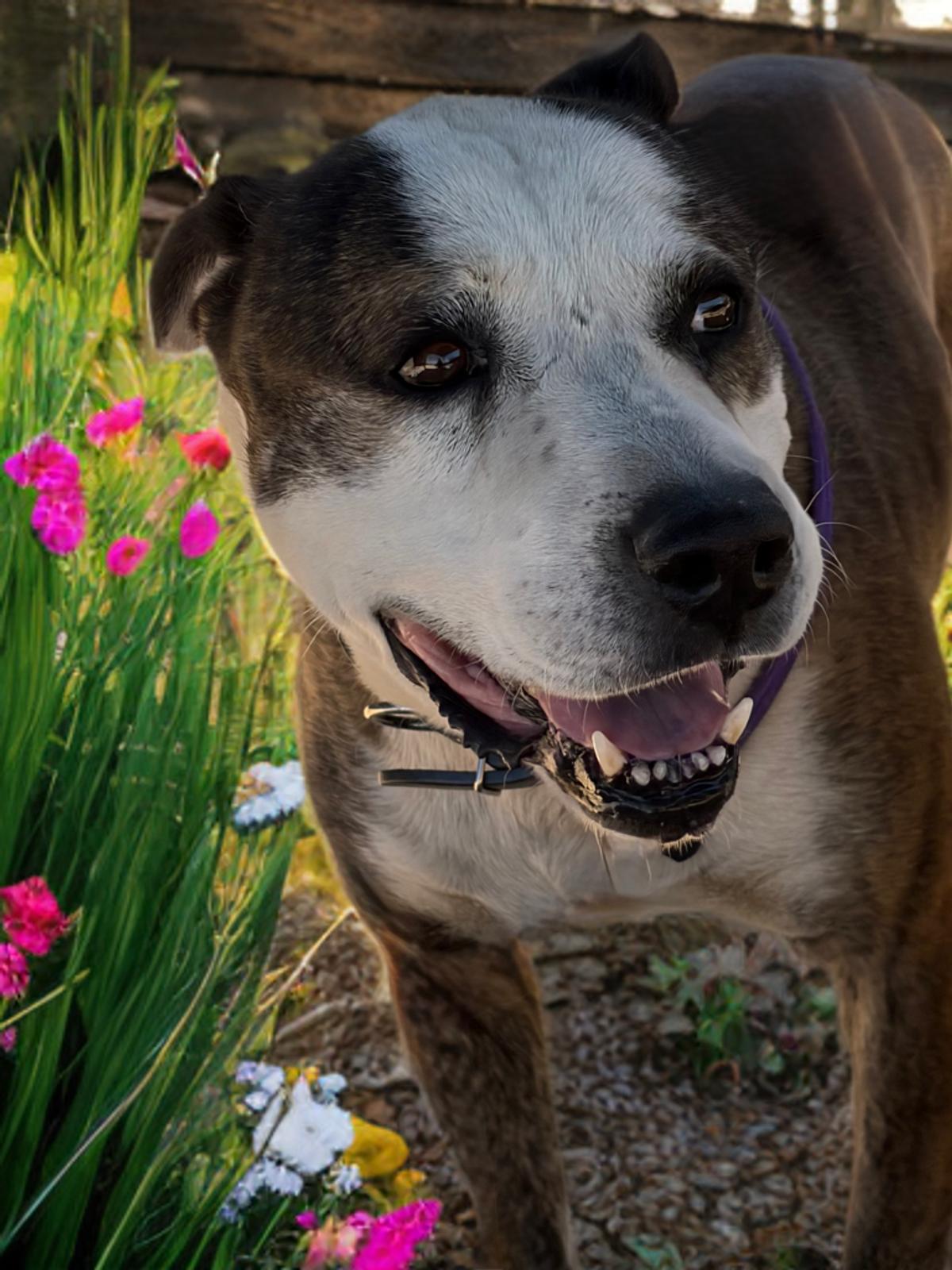 Enlarge Gizmo, a Adoptable American Bulldog in Kingman, AZ image 1/2