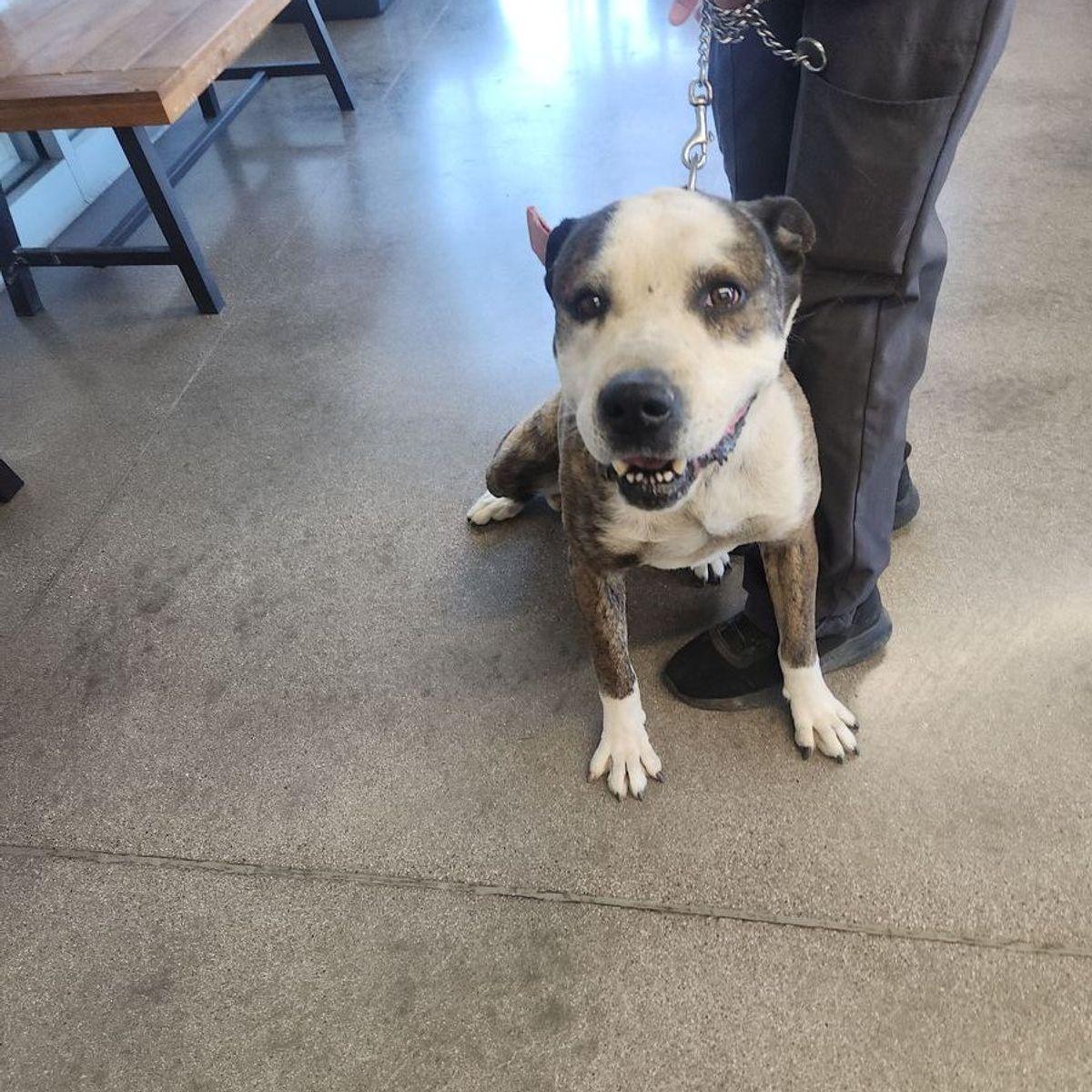 Enlarge Gizmo, a Adoptable American Bulldog in Kingman, AZ image 2/2