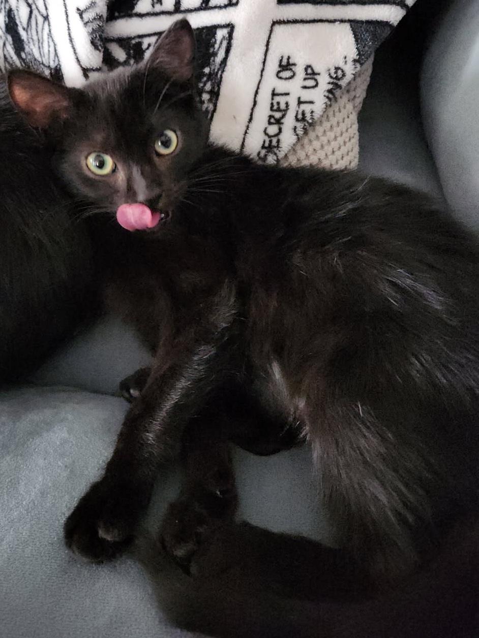 Enlarge Jinxy 6 mos, a ADOPTABLE Domestic Short Hair in London, ON image 1/2