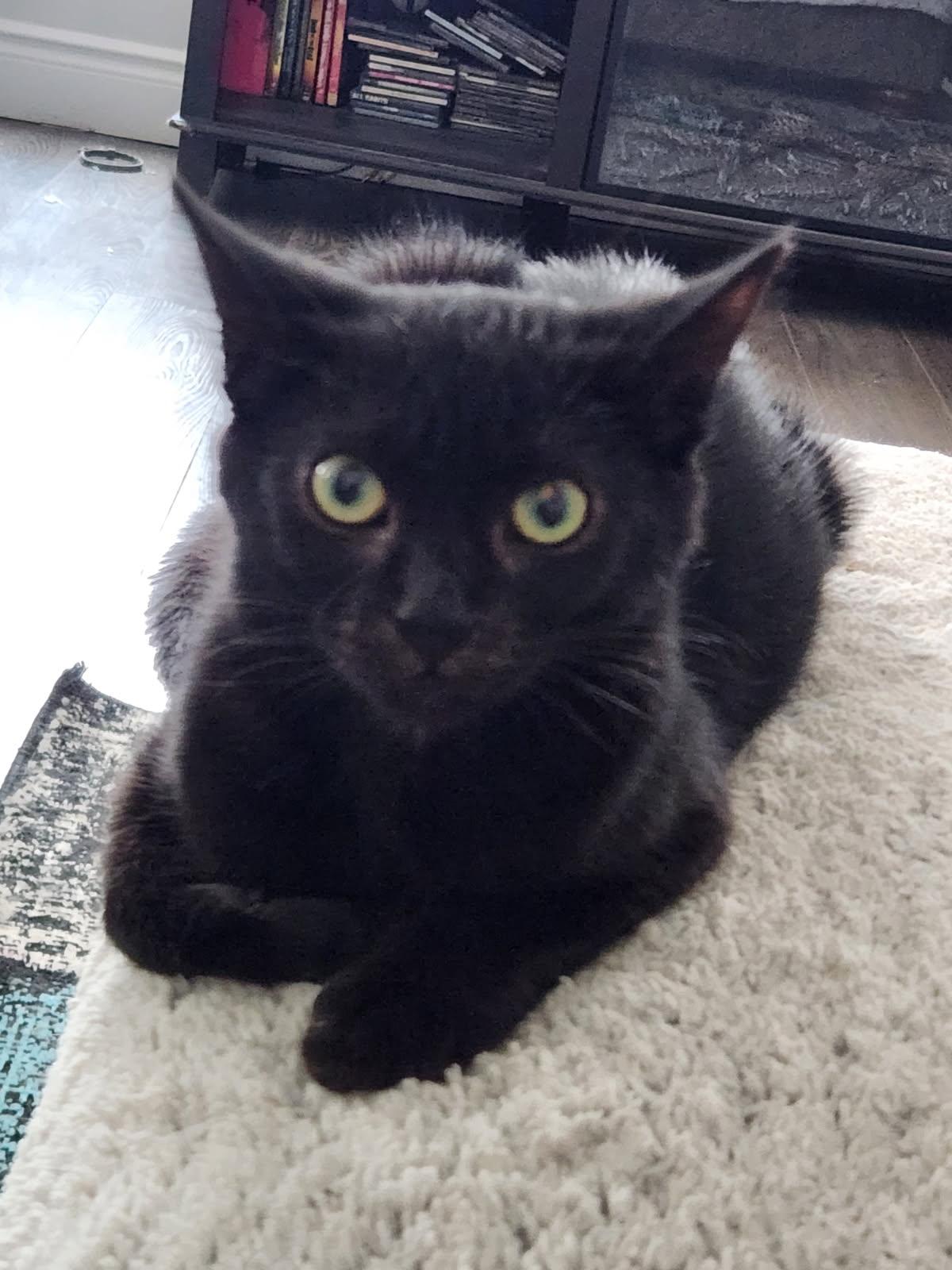 Enlarge Jinxy 6 mos, a ADOPTABLE Domestic Short Hair in London, ON image 2/2