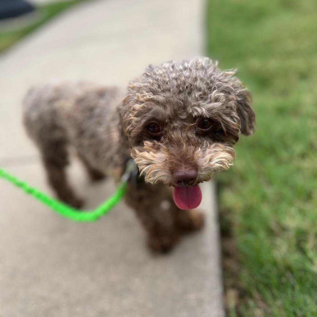 Koko (Dallas), Adoptable, Adult Male Poodle.