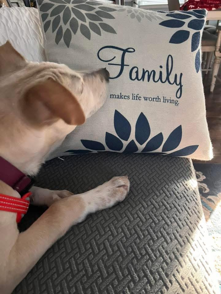 Enlarge Sophie , a Adoptable mixed breed in Succasunna, NJ image 3/4