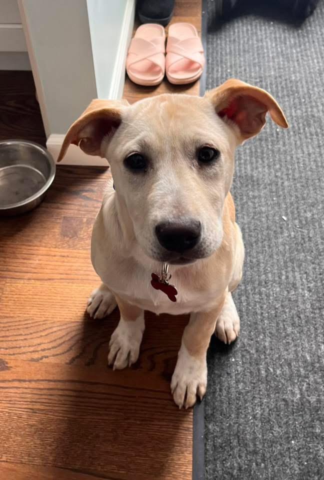 Enlarge Sophie , a Adoptable mixed breed in Succasunna, NJ image 4/4