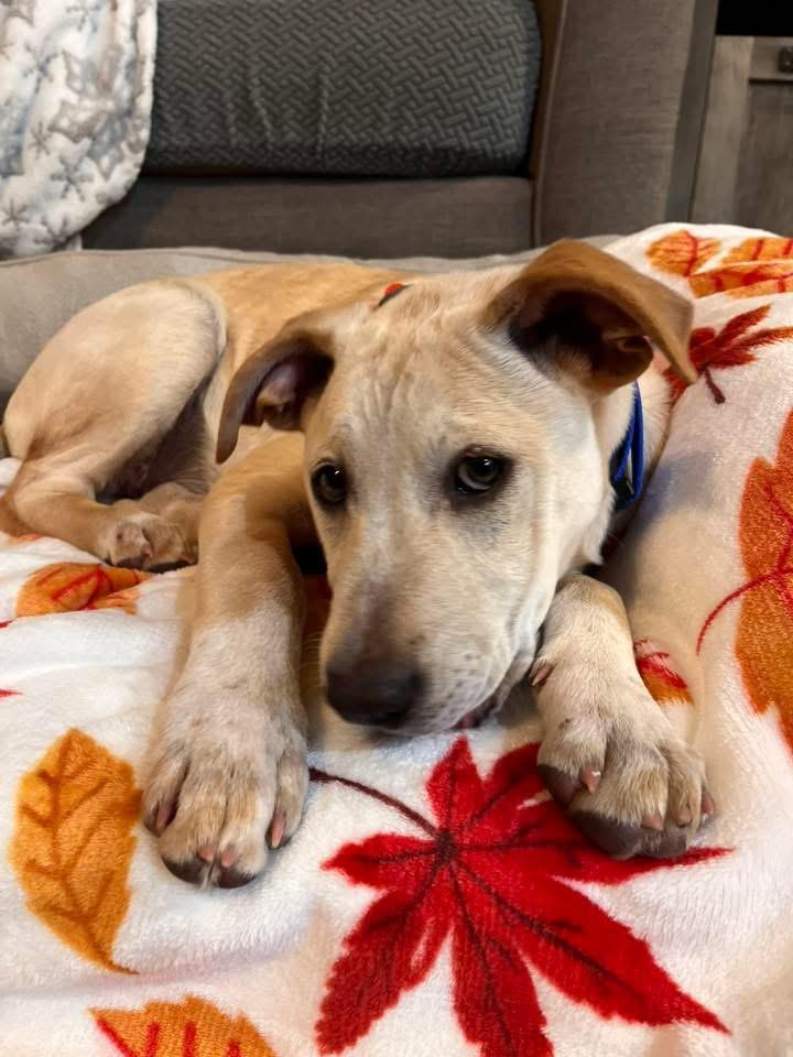 Enlarge Sophie , a Adoptable mixed breed in Succasunna, NJ image 1/4