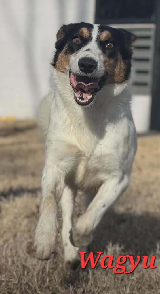 Wagyu, Adoptable, Young Female Border Collie.