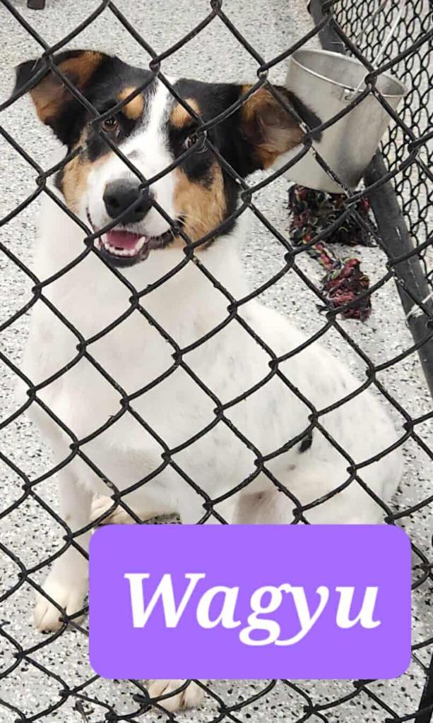 Wagyu, Adoptable, Adult Female Border Collie.