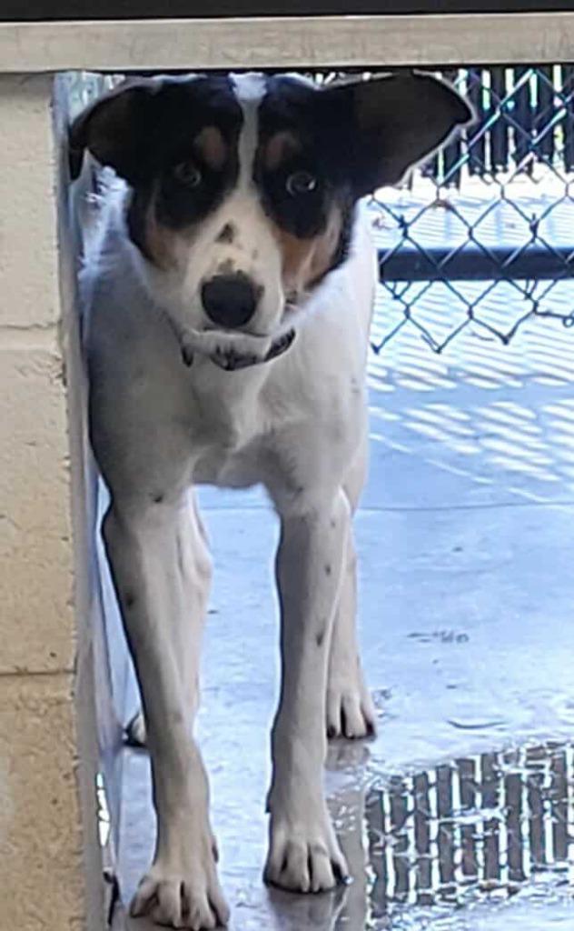 Enlarge Wagyu, a Adoptable Border Collie in Republic, MO image 2/3