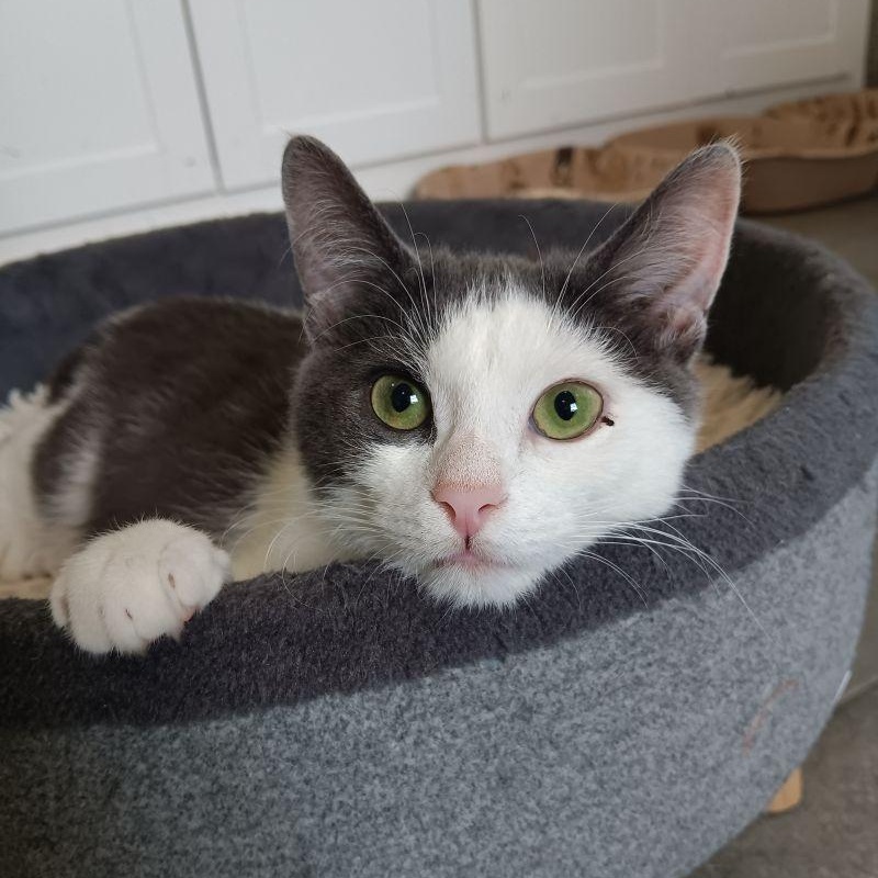 Relish , Adoptable, Kitten Female Domestic Short Hair.
