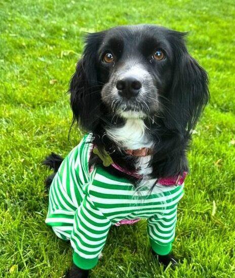 Rosie, ADOPTABLE, Young Female Cocker Spaniel & Spaniel.