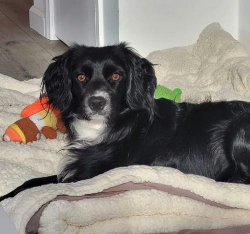 Enlarge Rosie, a ADOPTABLE mixed breed in South San Francisco, CA image 4/6