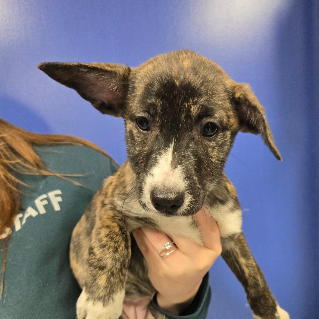 CT Astrid, Adoptable, Puppy Female Catahoula Leopard Dog.