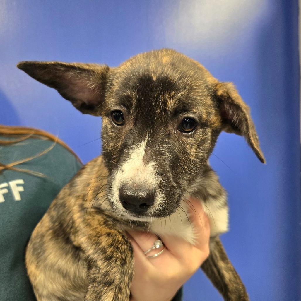 Enlarge CT Astrid, a Adoptable mixed breed in Stormville, NY image 2/2