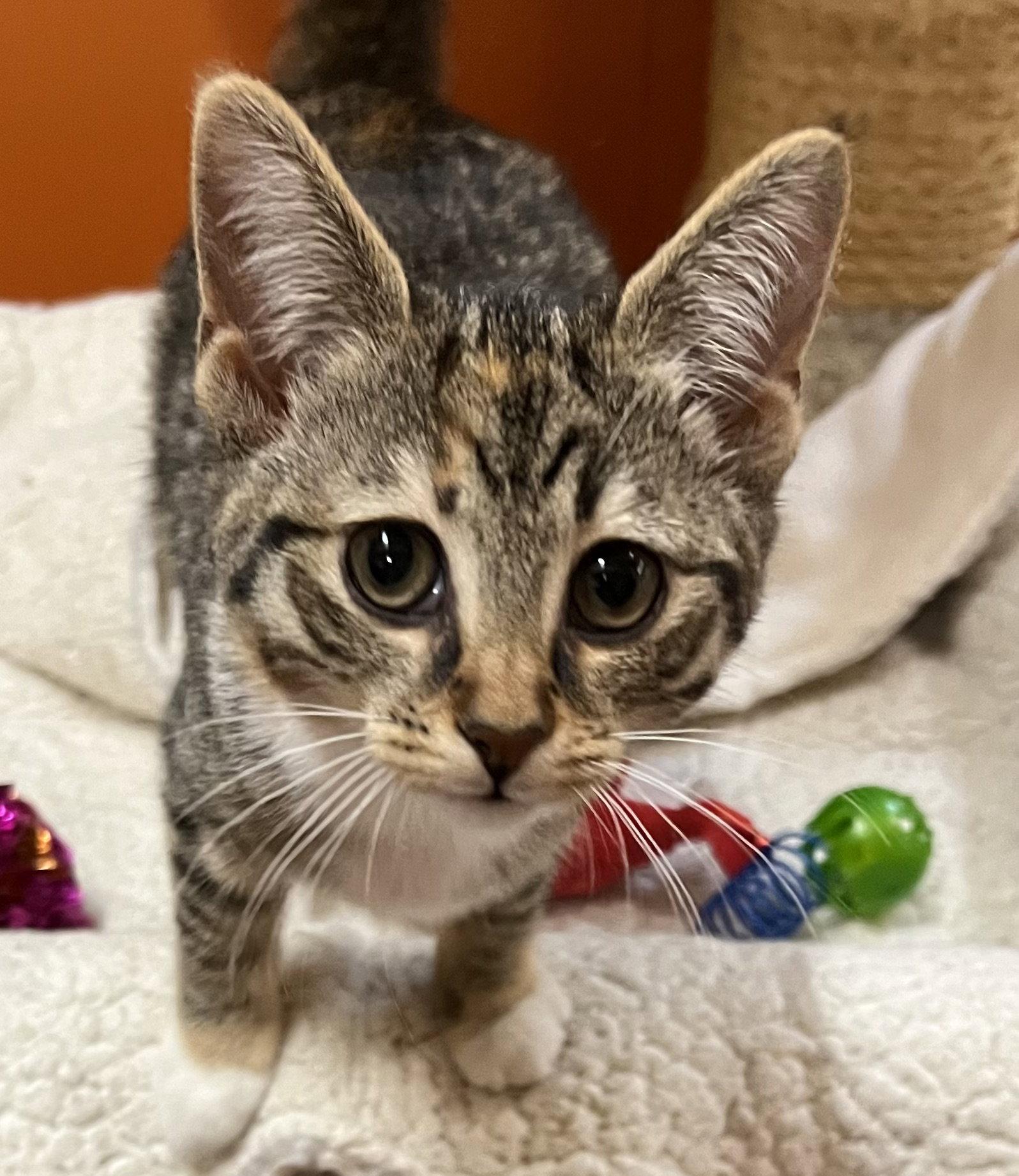 Enlarge Lanai, a Adopted Domestic Short Hair in Blasdell, NY image 1/1
