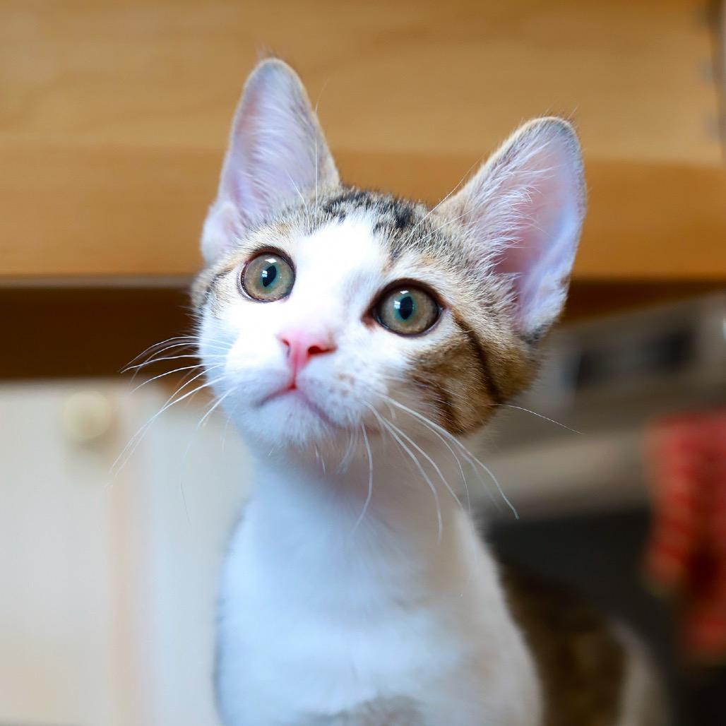 WitchHazel — thumbnail 2