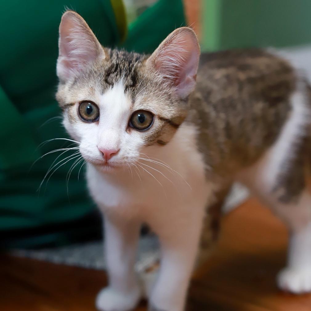 WitchHazel — thumbnail 3